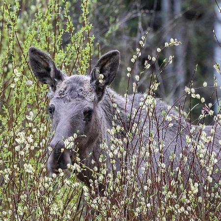 14 - Fulufjellets Nasjonalparker - Natur-, Dyre- Og Fugleopplevelser Trysil Eksteriør bilde