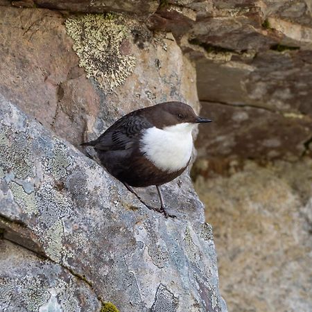 14 - Fulufjellets Nasjonalparker - Natur-, Dyre- Og Fugleopplevelser Trysil Eksteriør bilde
