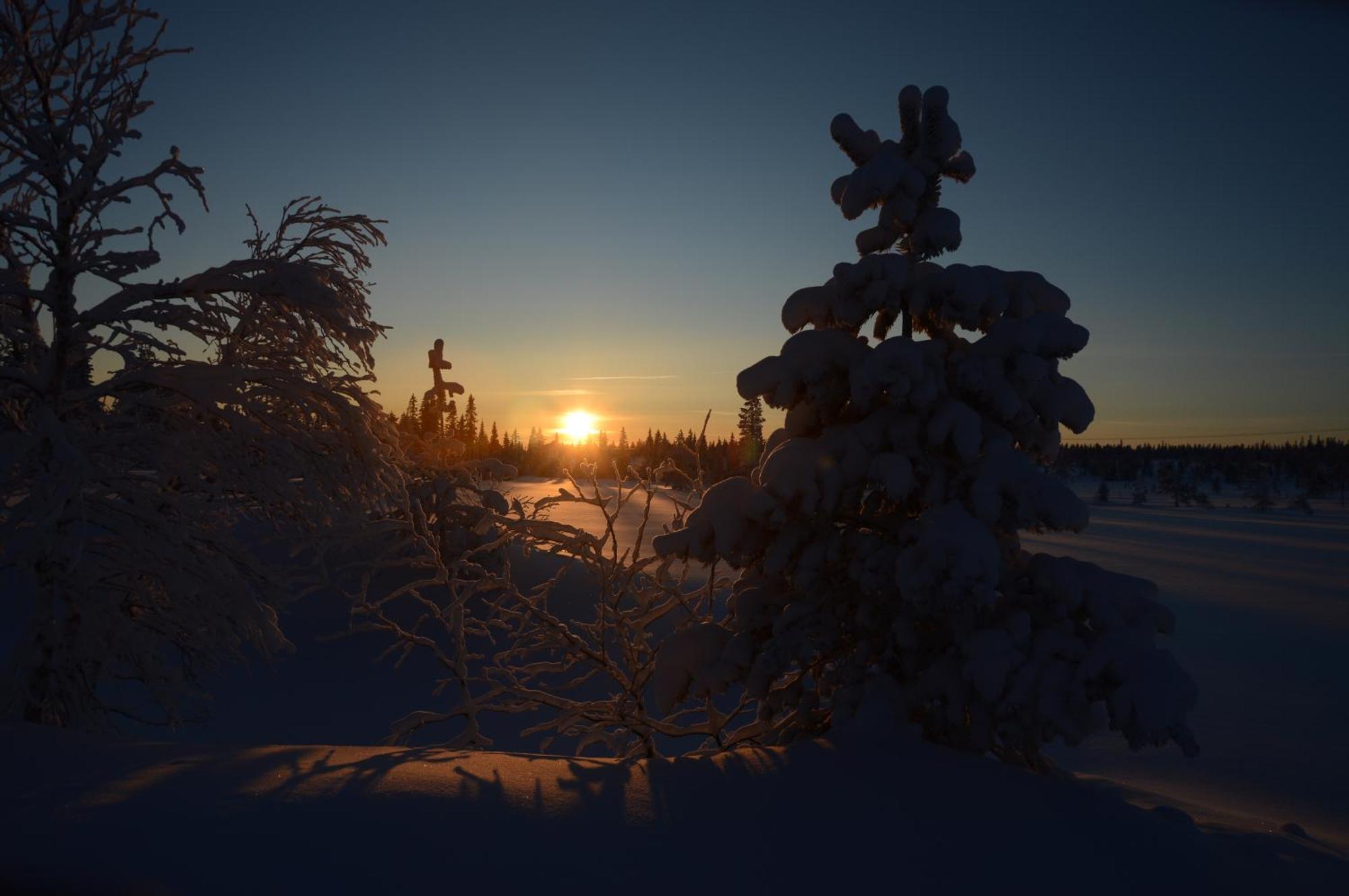 14 - Fulufjellets Nasjonalparker - Natur-, Dyre- Og Fugleopplevelser Trysil Eksteriør bilde