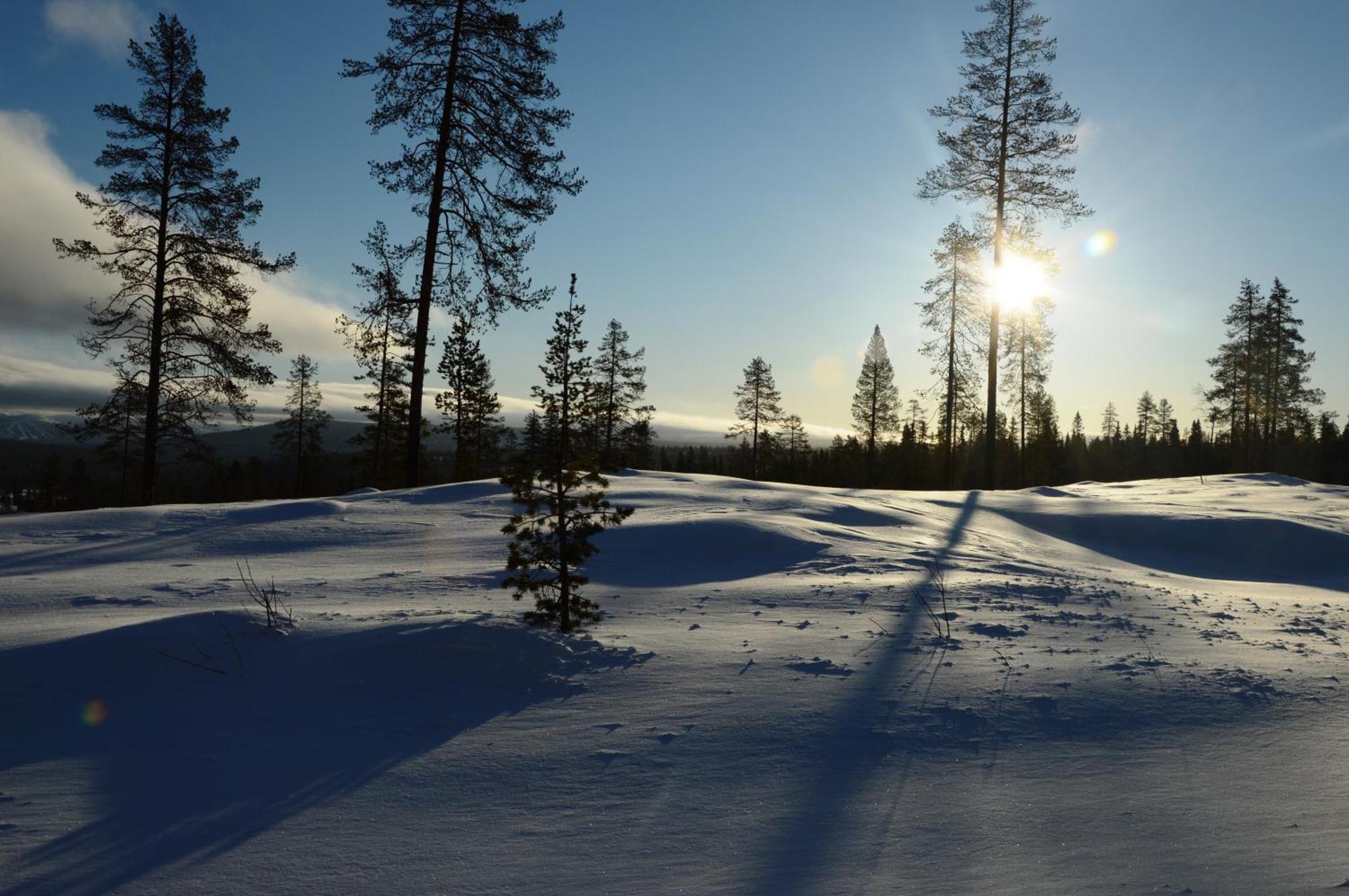 14 - Fulufjellets Nasjonalparker - Natur-, Dyre- Og Fugleopplevelser Trysil Eksteriør bilde