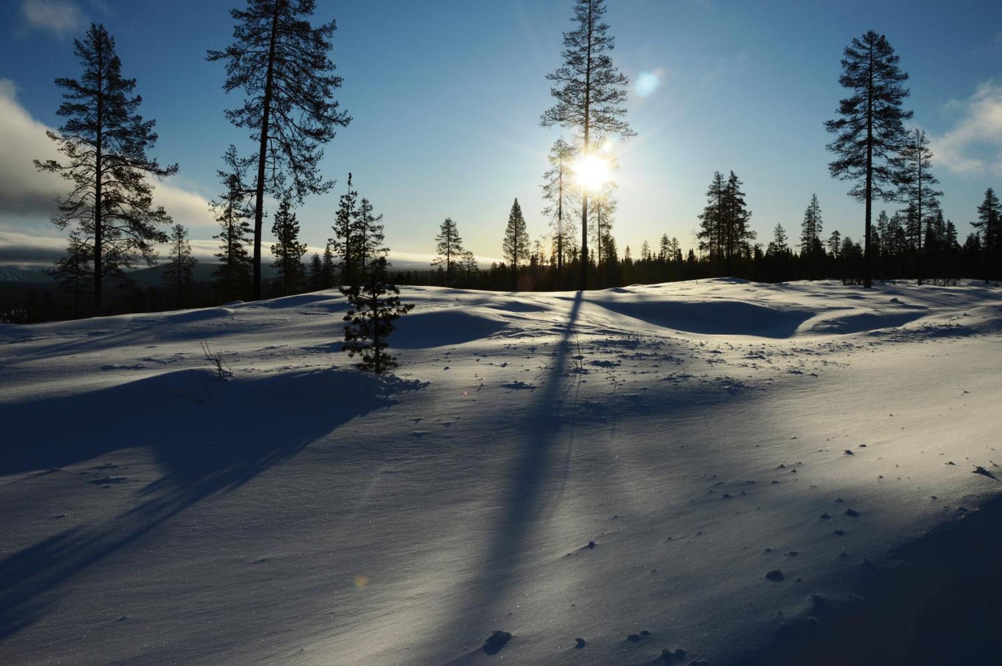 14 - Fulufjellets Nasjonalparker - Natur-, Dyre- Og Fugleopplevelser Trysil Eksteriør bilde