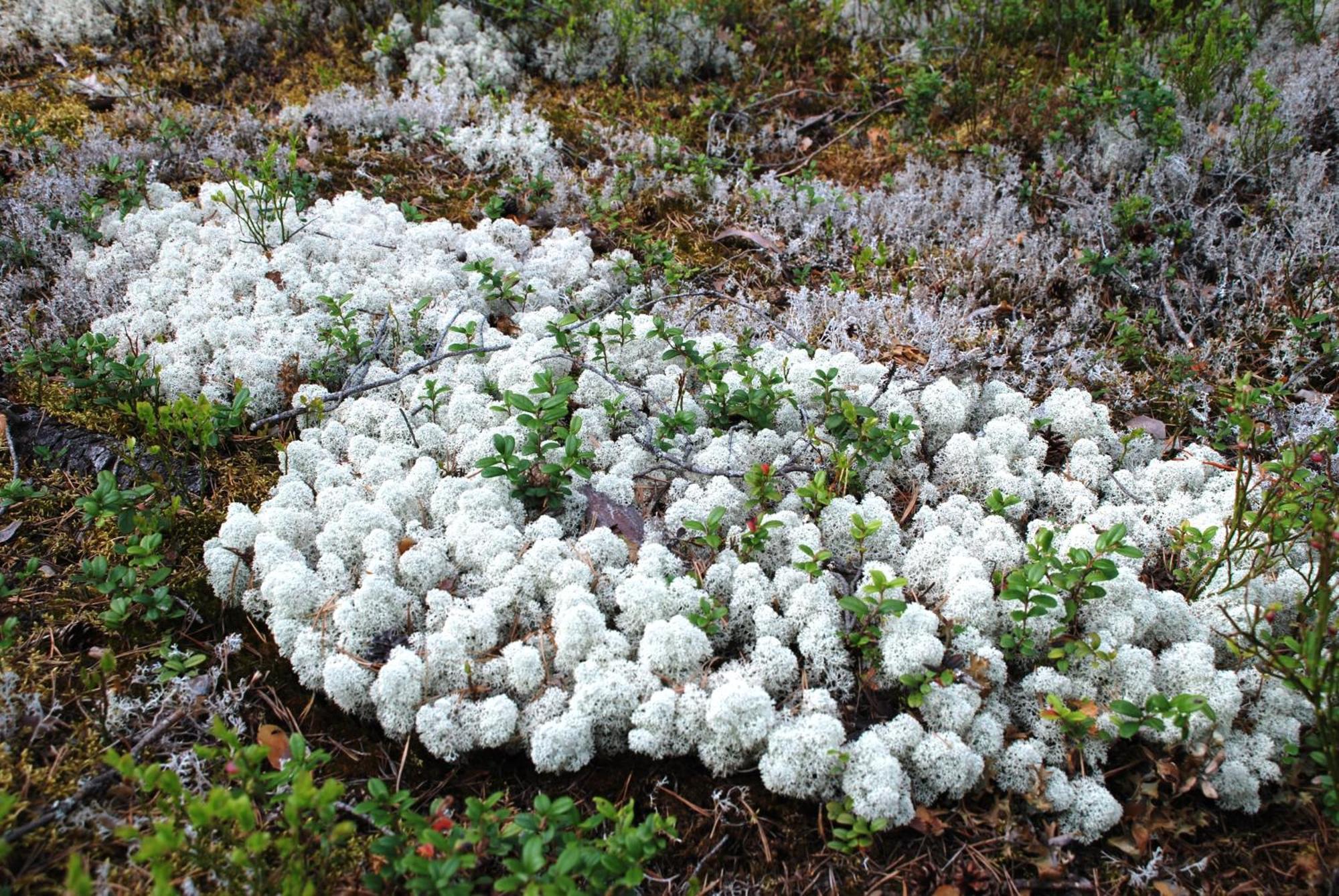 14 - Fulufjellets Nasjonalparker - Natur-, Dyre- Og Fugleopplevelser Trysil Eksteriør bilde