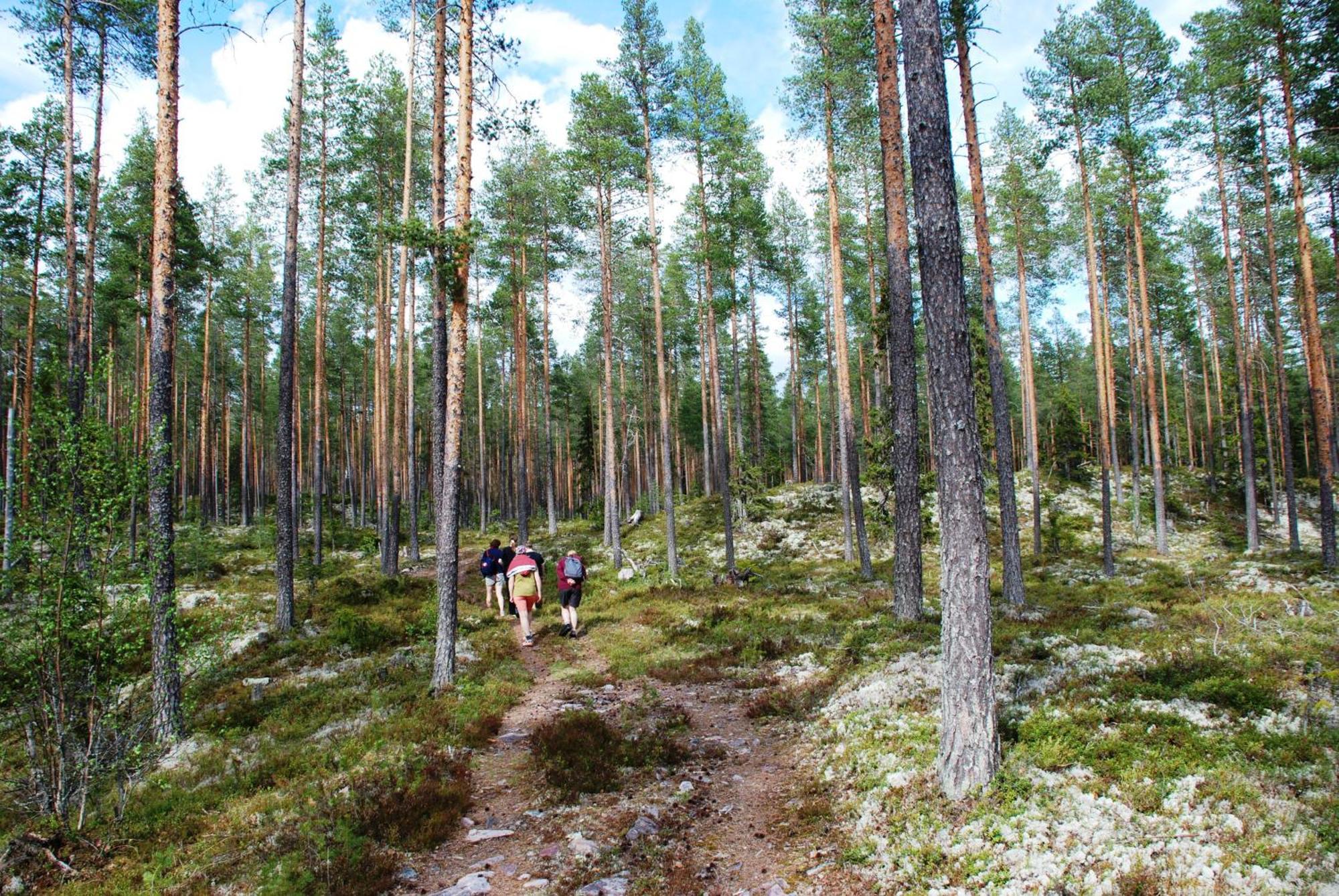 14 - Fulufjellets Nasjonalparker - Natur-, Dyre- Og Fugleopplevelser Trysil Eksteriør bilde