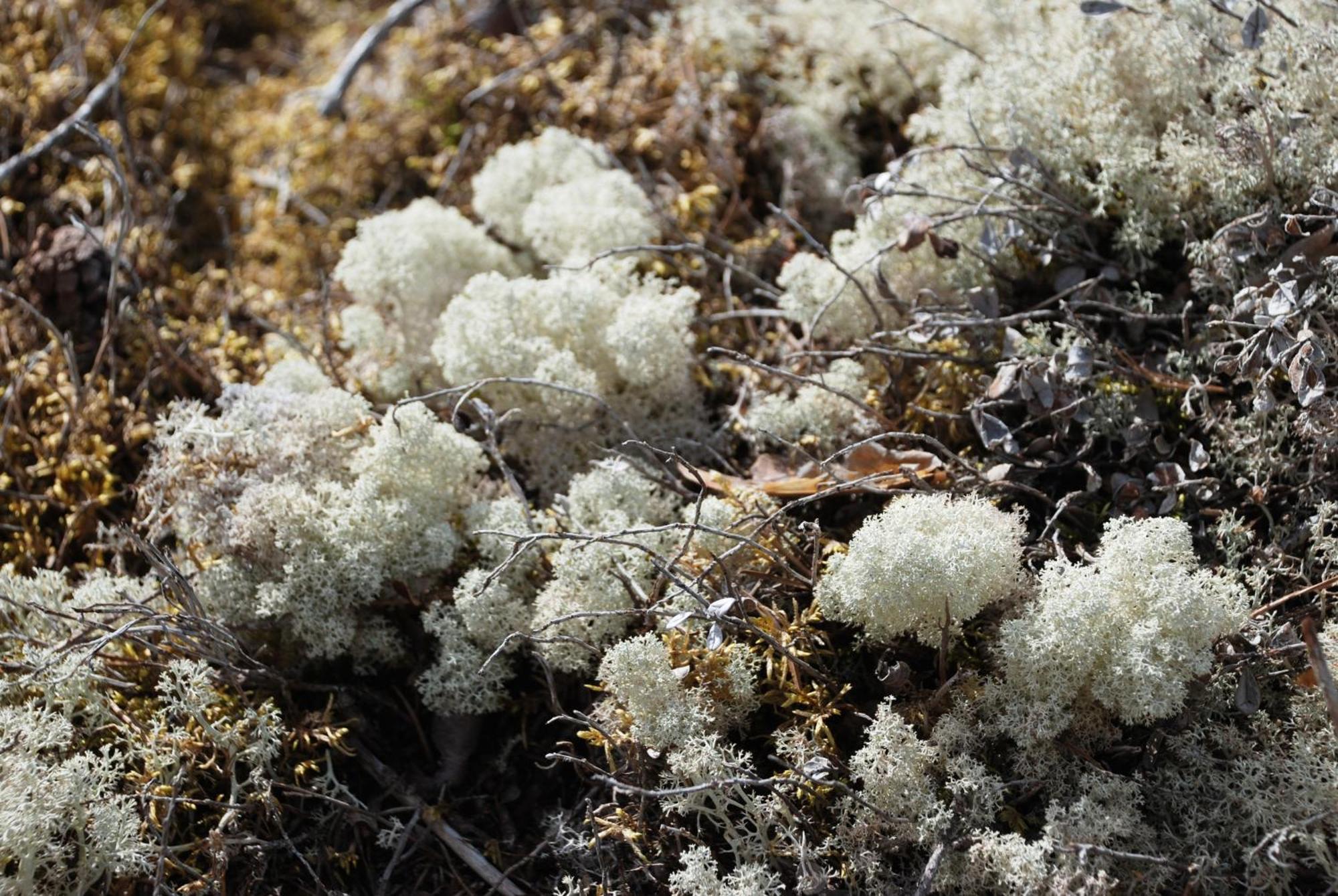 14 - Fulufjellets Nasjonalparker - Natur-, Dyre- Og Fugleopplevelser Trysil Eksteriør bilde