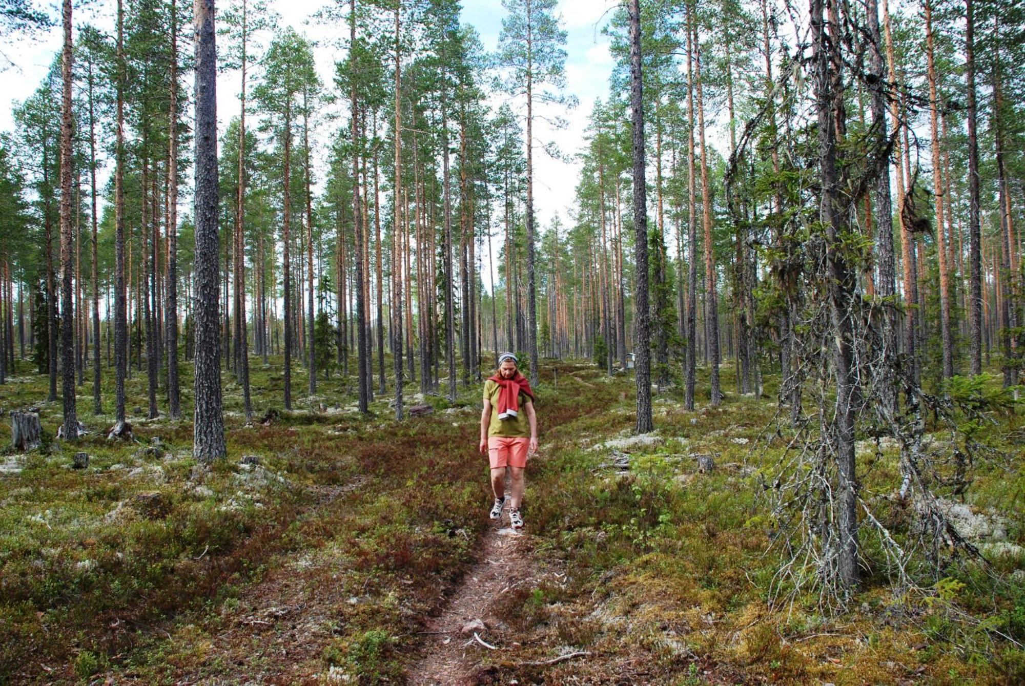 14 - Fulufjellets Nasjonalparker - Natur-, Dyre- Og Fugleopplevelser Trysil Eksteriør bilde