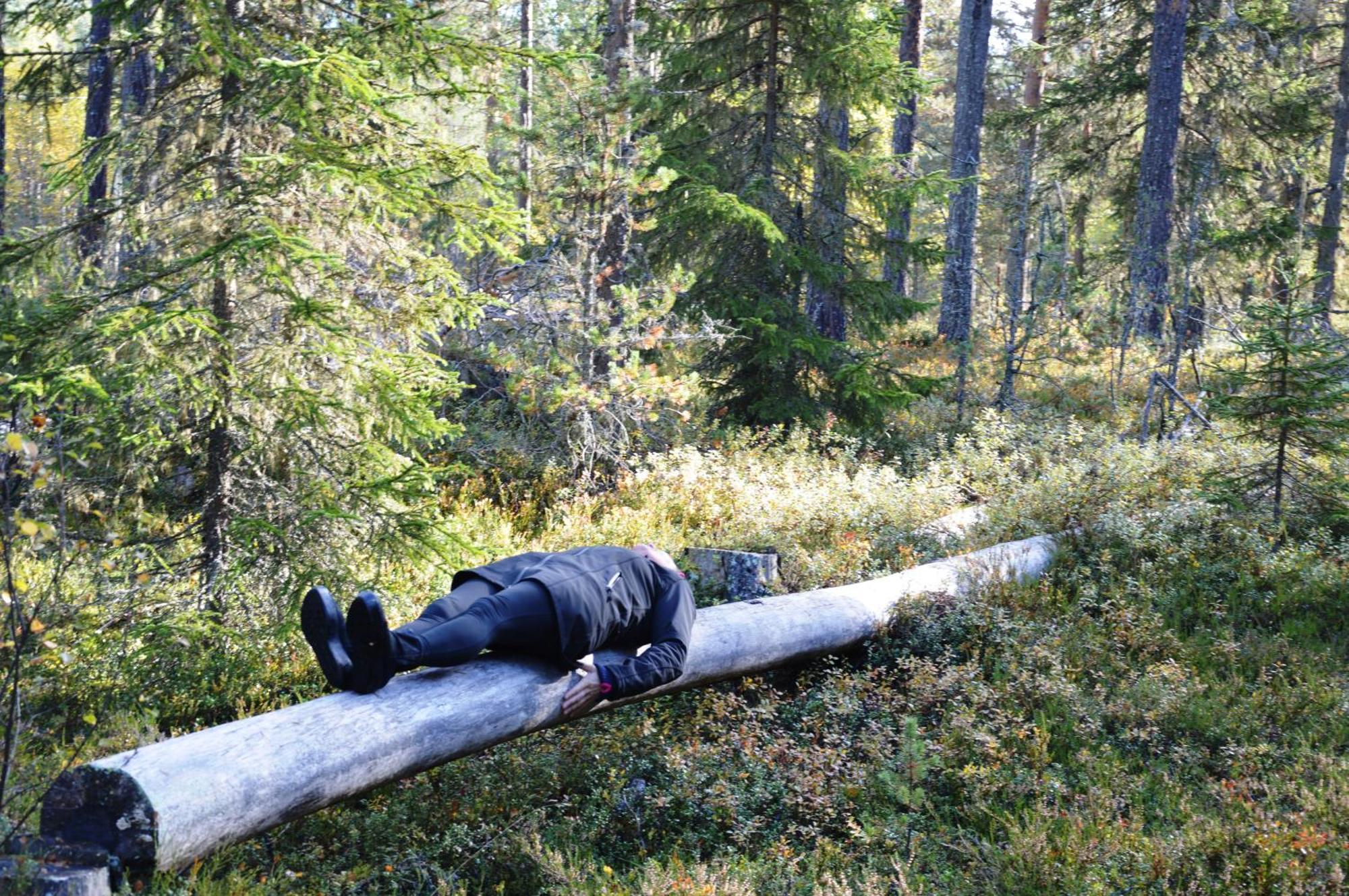 14 - Fulufjellets Nasjonalparker - Natur-, Dyre- Og Fugleopplevelser Trysil Eksteriør bilde
