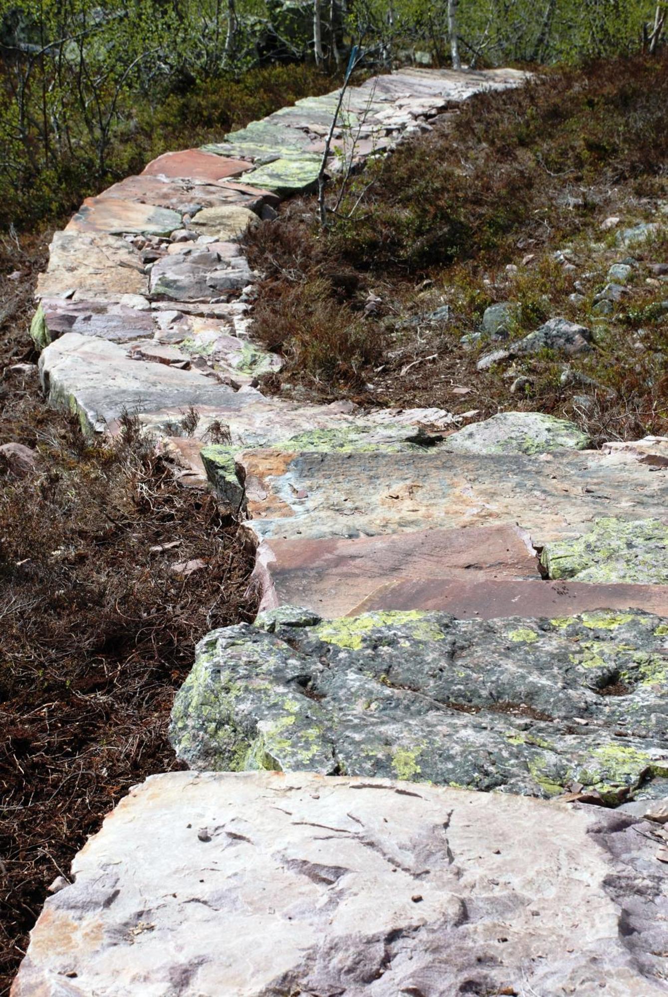 14 - Fulufjellets Nasjonalparker - Natur-, Dyre- Og Fugleopplevelser Trysil Eksteriør bilde