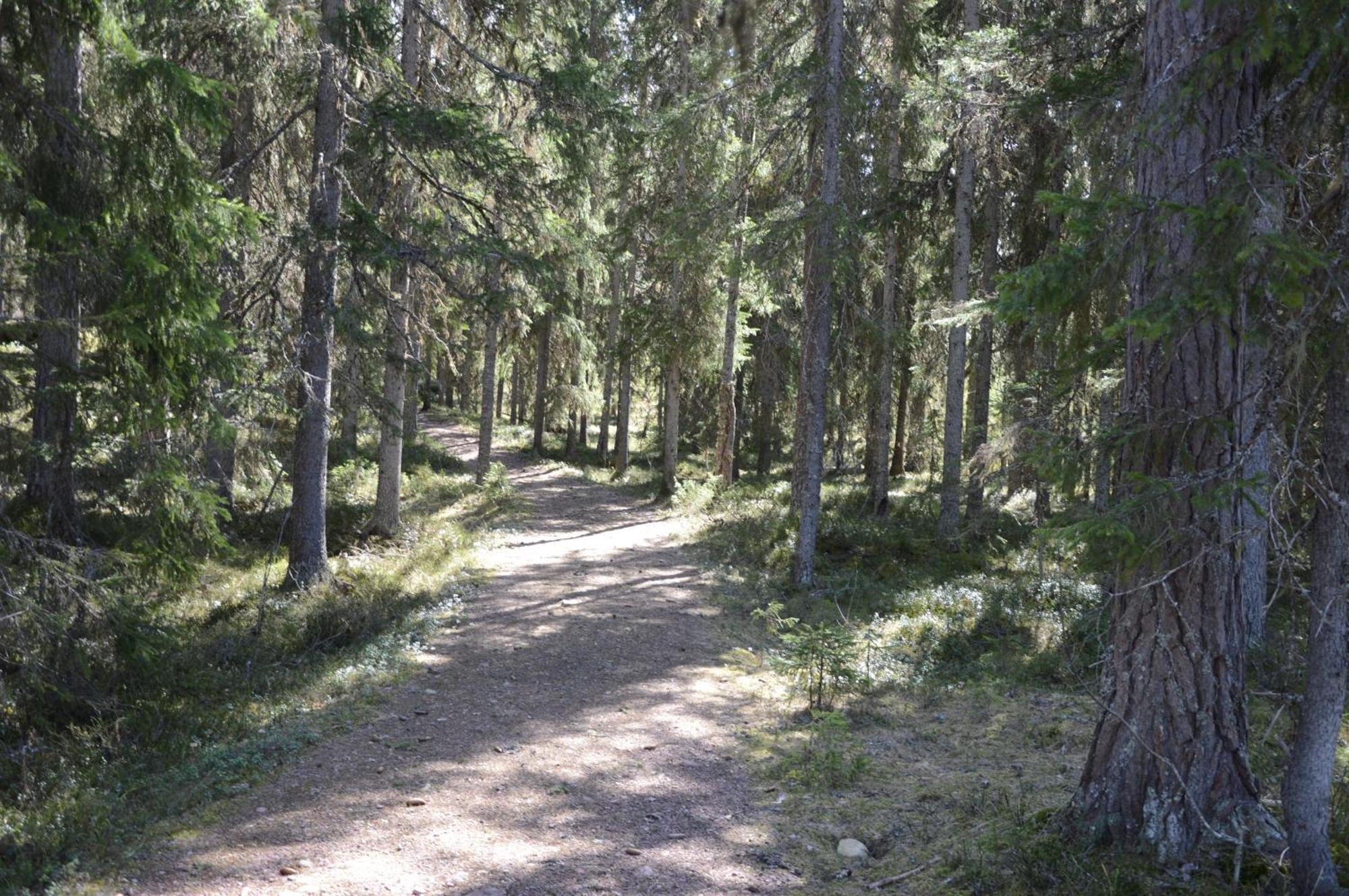 14 - Fulufjellets Nasjonalparker - Natur-, Dyre- Og Fugleopplevelser Trysil Eksteriør bilde