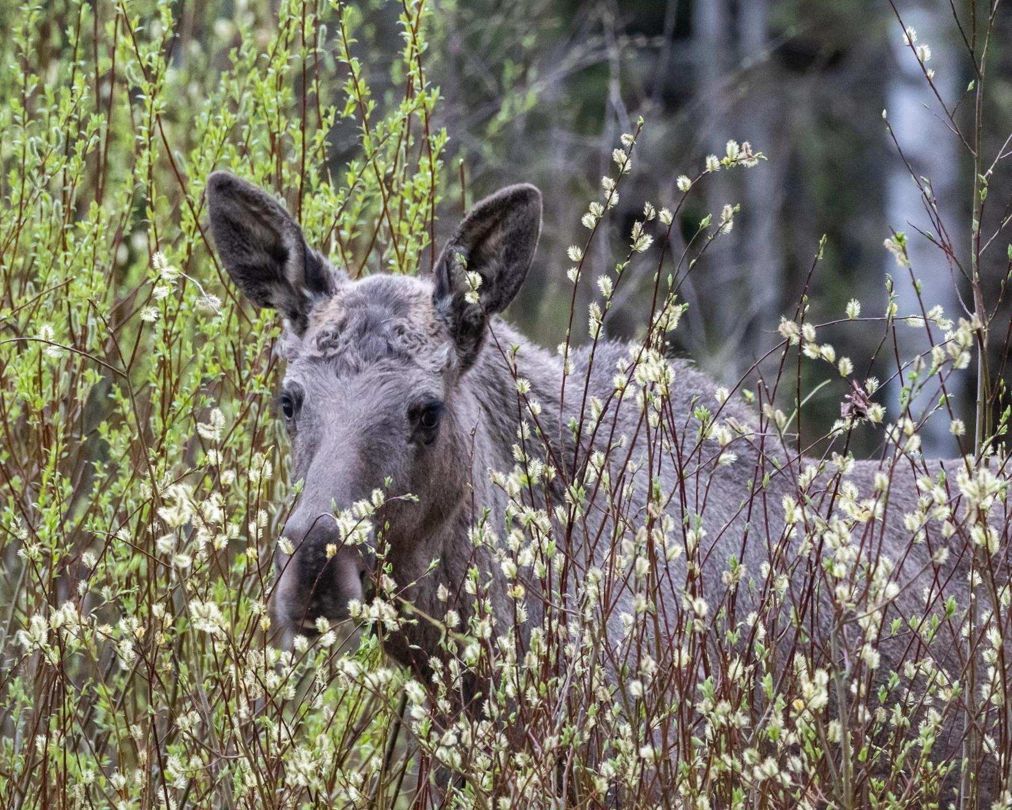 14 - Fulufjellets Nasjonalparker - Natur-, Dyre- Og Fugleopplevelser Trysil Eksteriør bilde