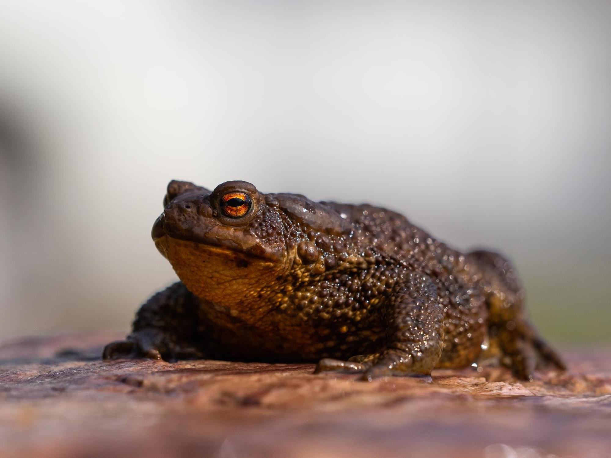 14 - Fulufjellets Nasjonalparker - Natur-, Dyre- Og Fugleopplevelser Trysil Eksteriør bilde