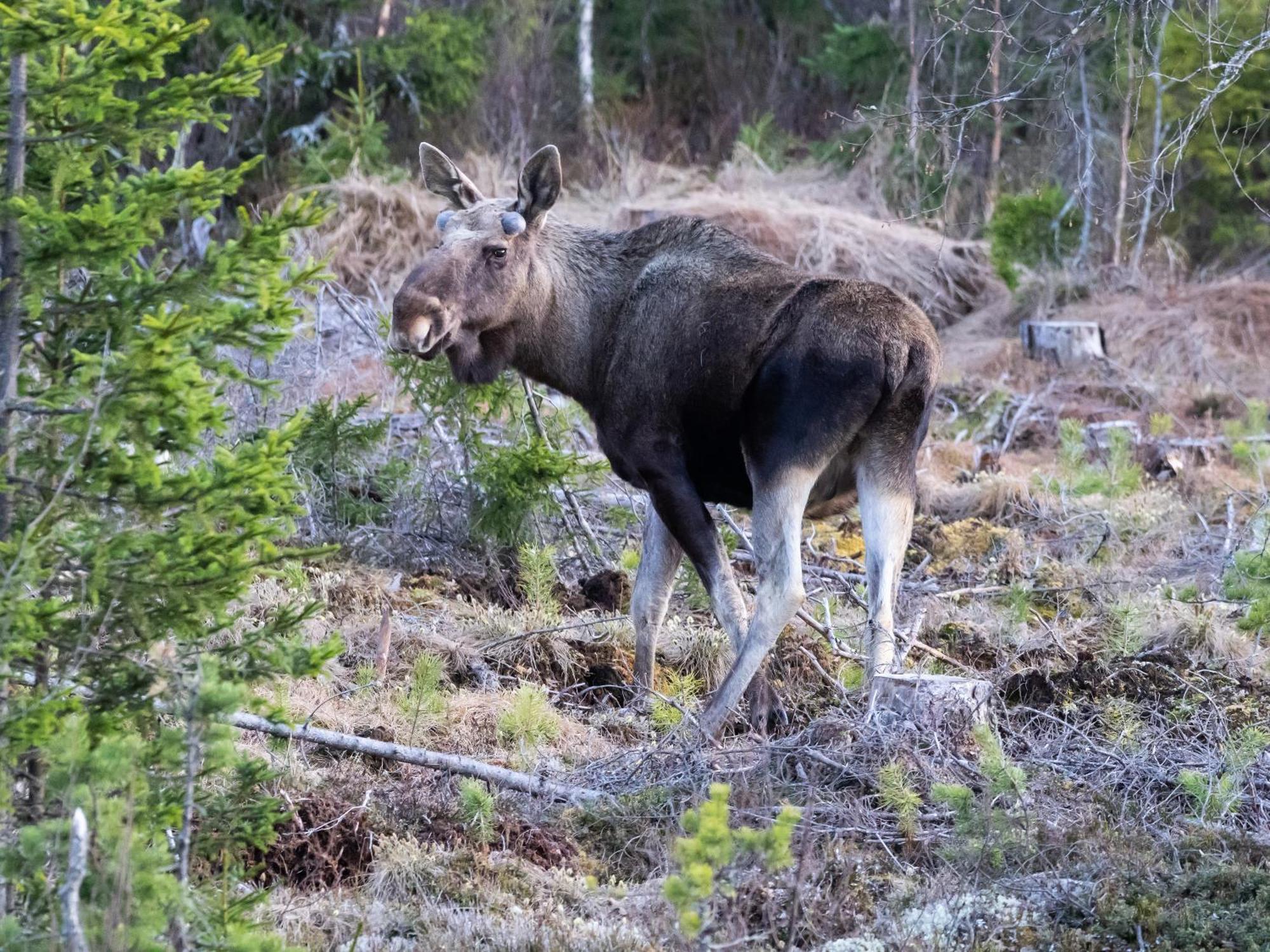 14 - Fulufjellets Nasjonalparker - Natur-, Dyre- Og Fugleopplevelser Trysil Eksteriør bilde